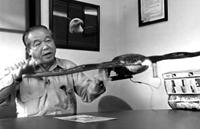 「ハヤブサ」の形態と飛翔が対策の要に