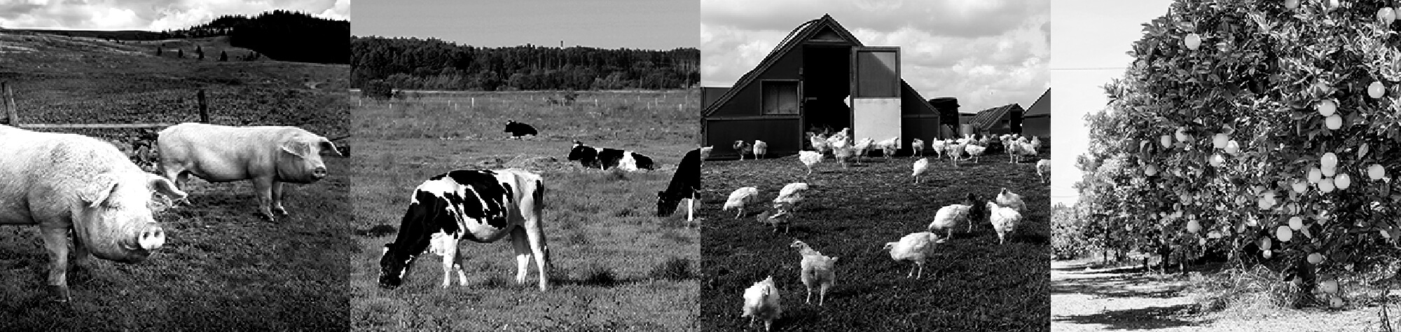 養豚場の豚コレラ予防／養牛場の口蹄疫予防／養鶏場の鳥インフルエンザ予防／果樹園の被害 等