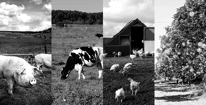 養豚場の豚コレラ予防／養牛場の口蹄疫予防／養鶏場の鳥インフルエンザ予防／果樹園の被害 等